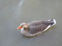 Thames Ducky.jpg